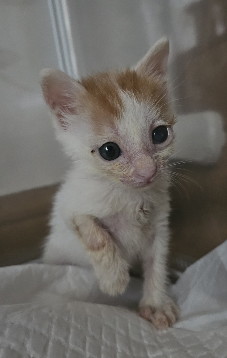 보령길고양이보호협회_444451202401087